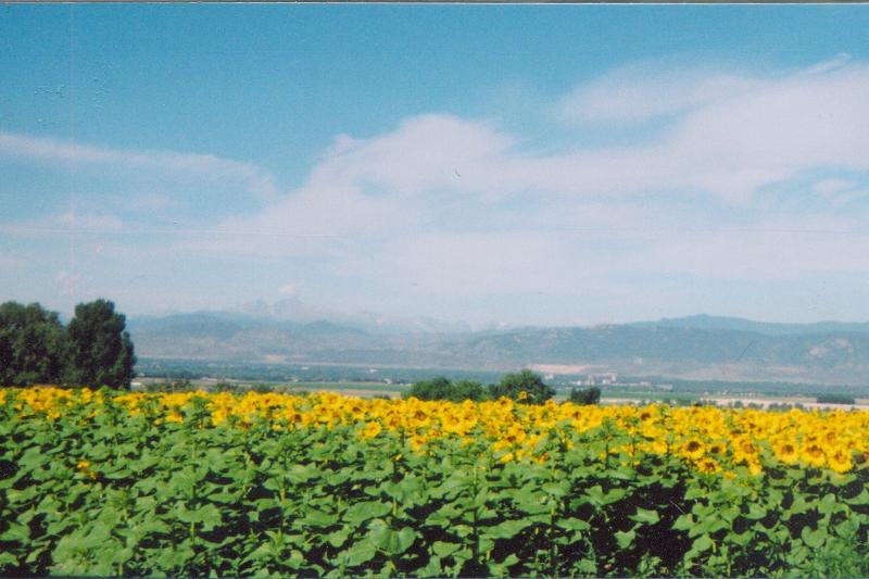 Sunflower field